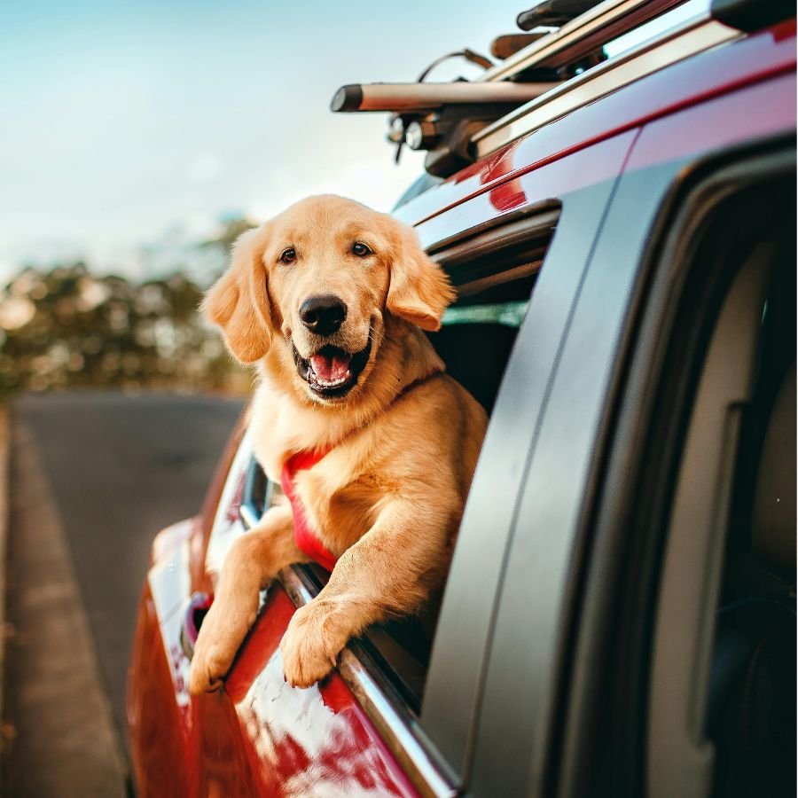 Traveling safely with pets
