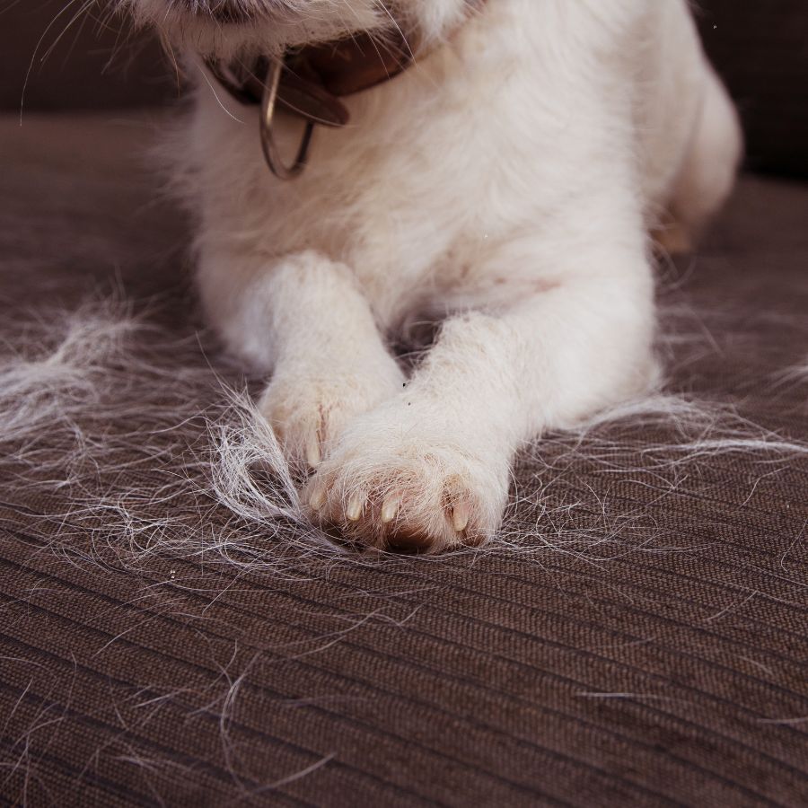 How to Control Dog Shedding