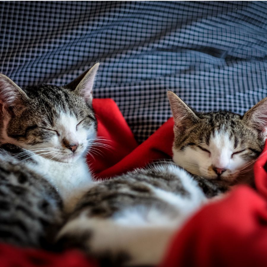 Why Indian Indie Cats Are the Ultimate Feline Companions