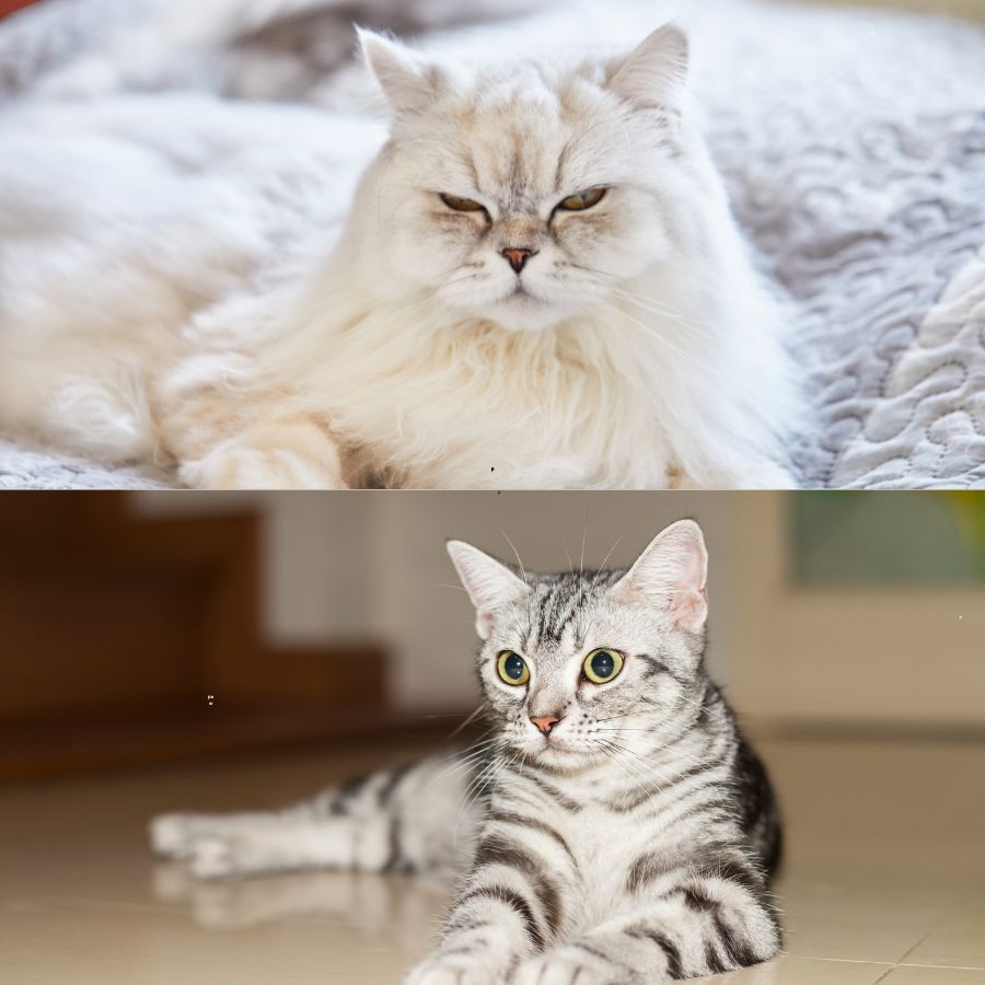 Long-Haired vs. Short-Haired Cat Breeds