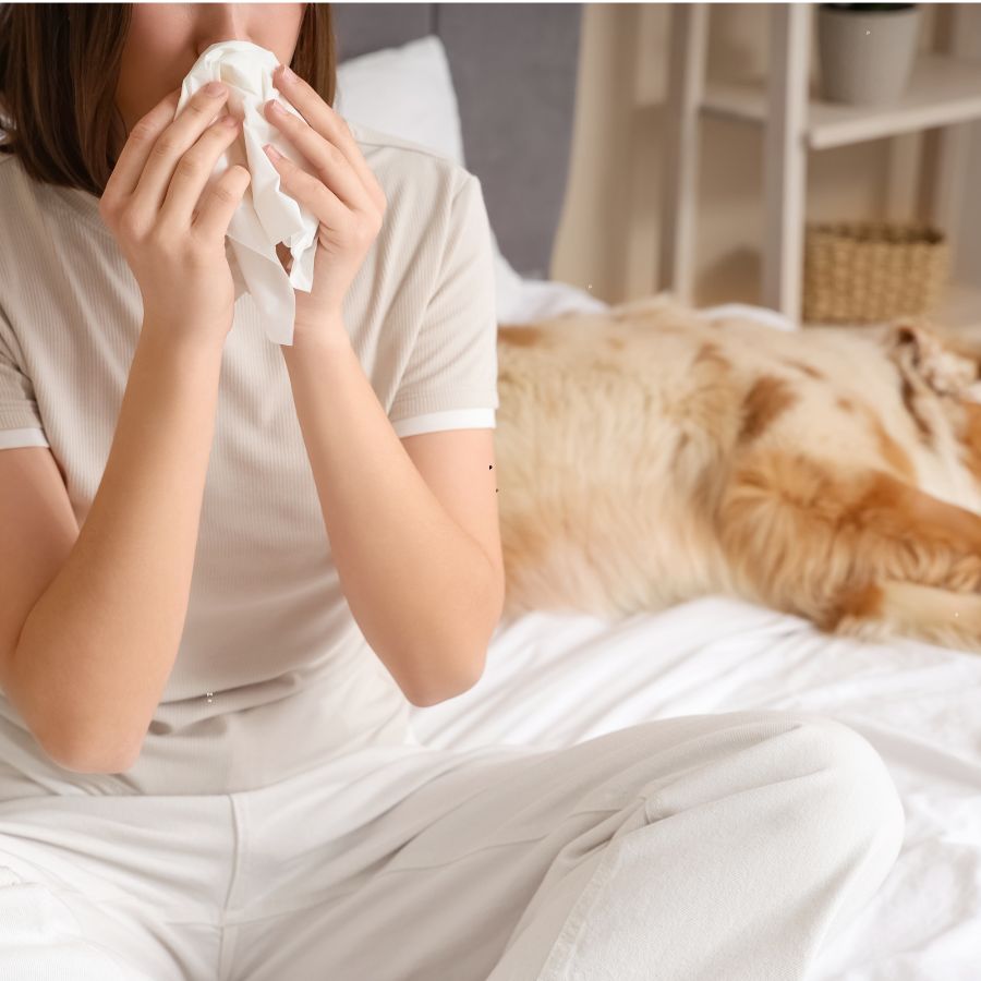 managing pet allergies