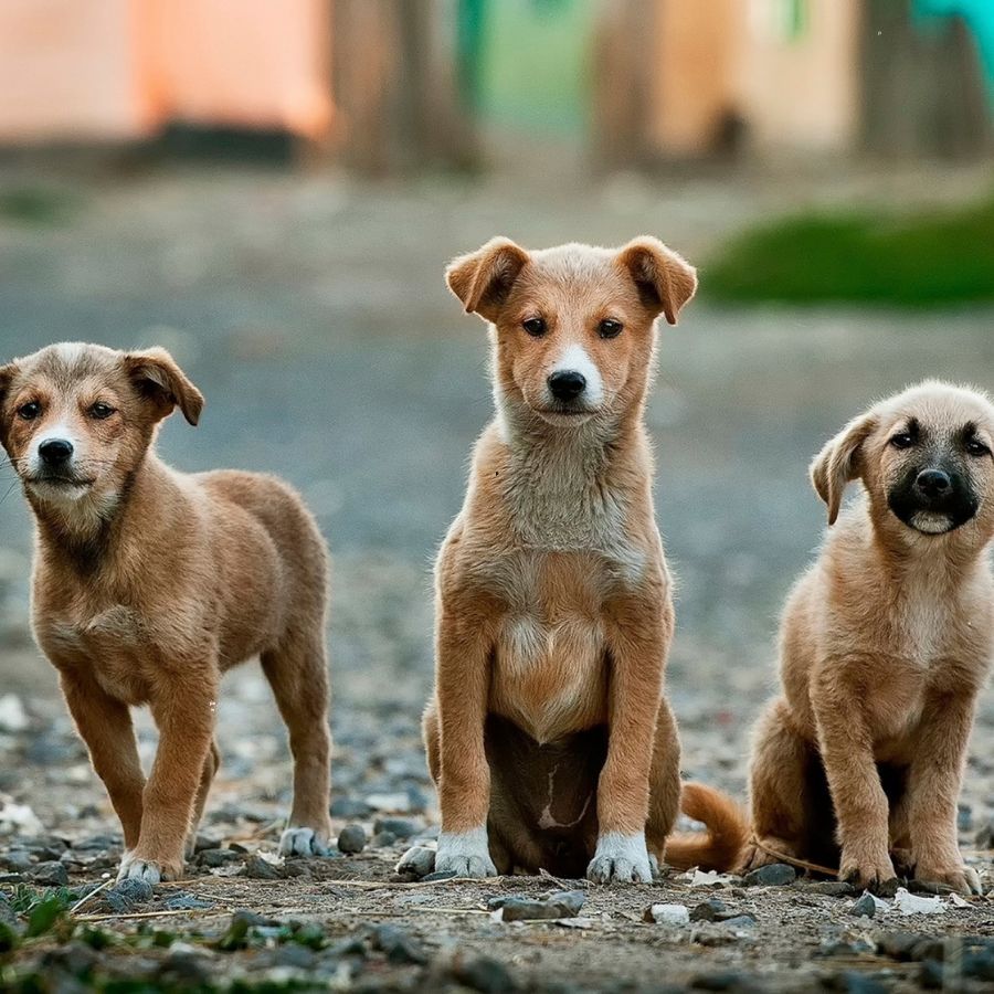 dog breed selection guide