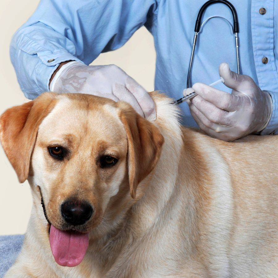 dog vaccination