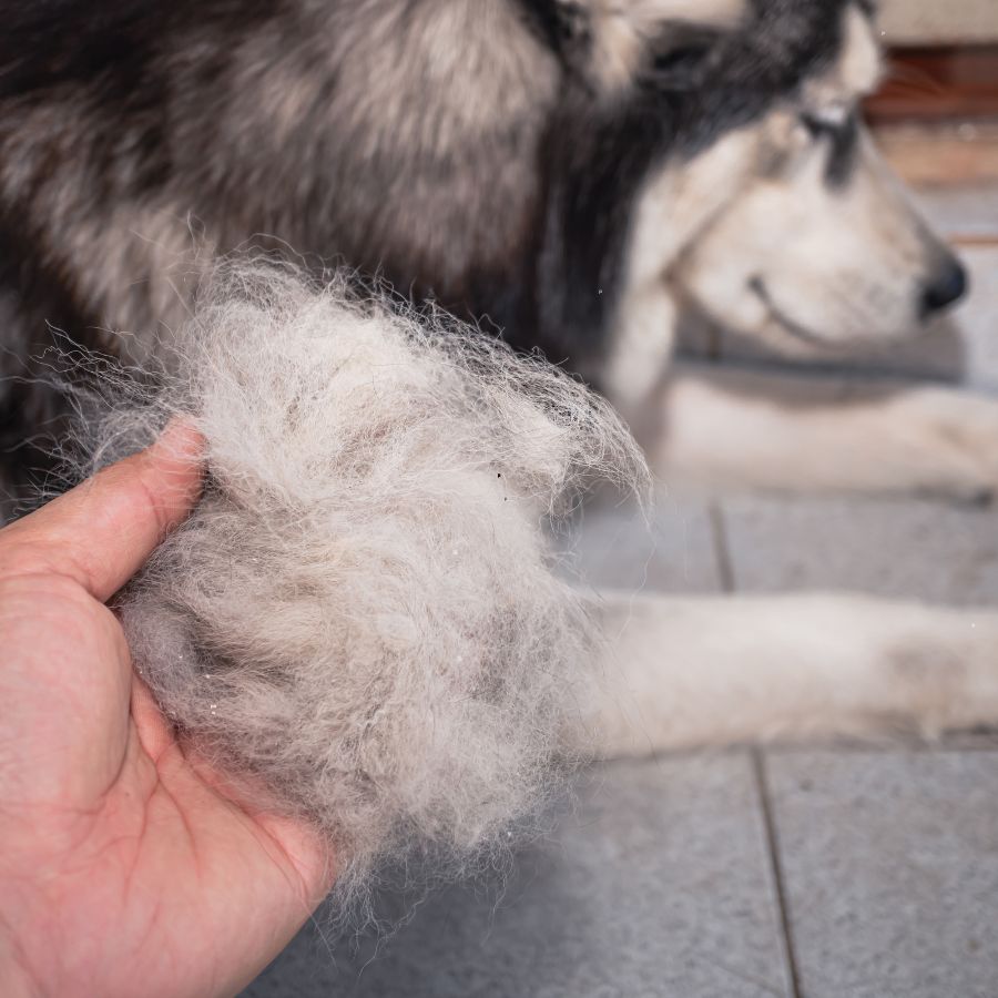 low shedding dog breeds