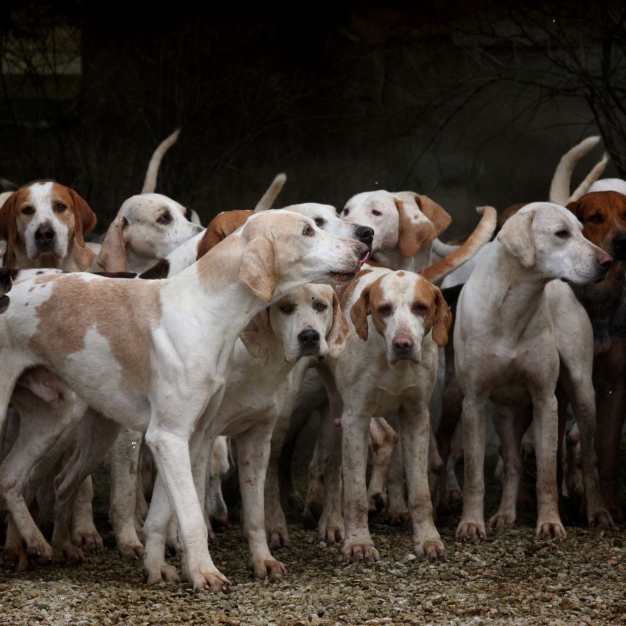 dog breed in india