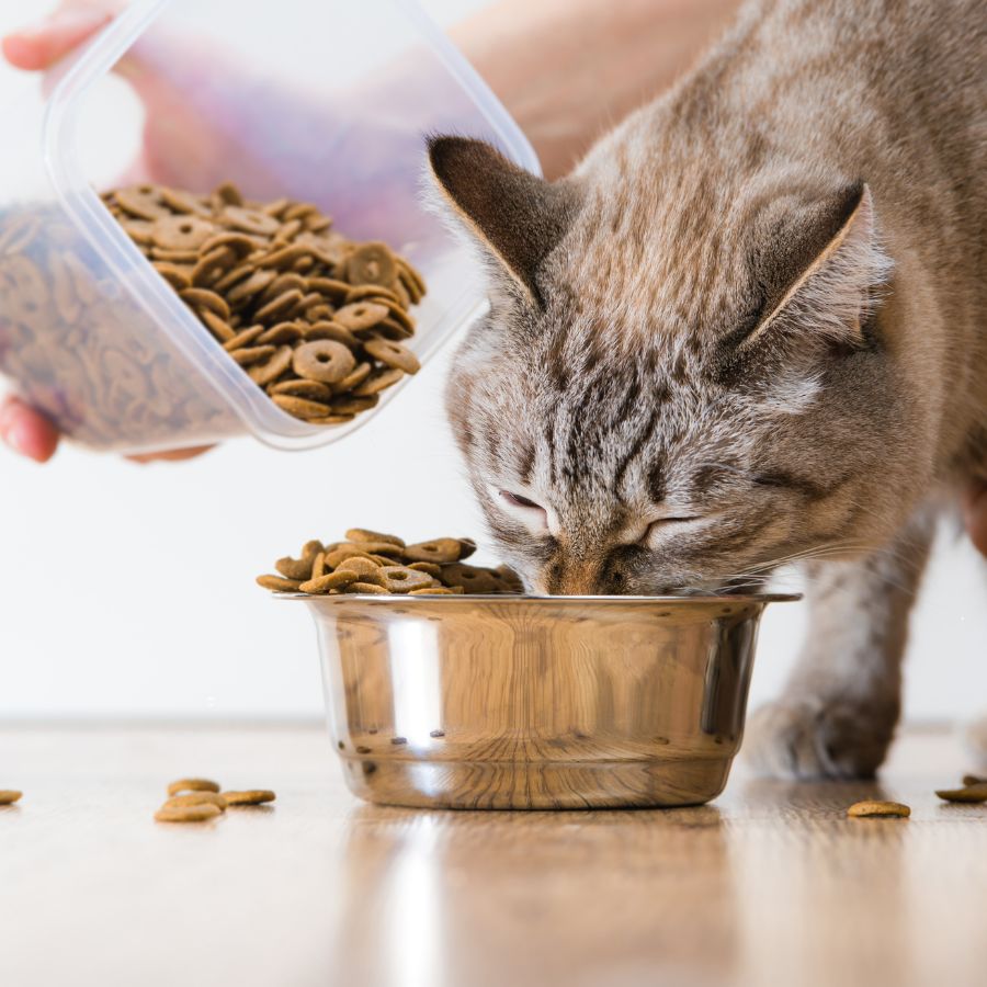 best cat food