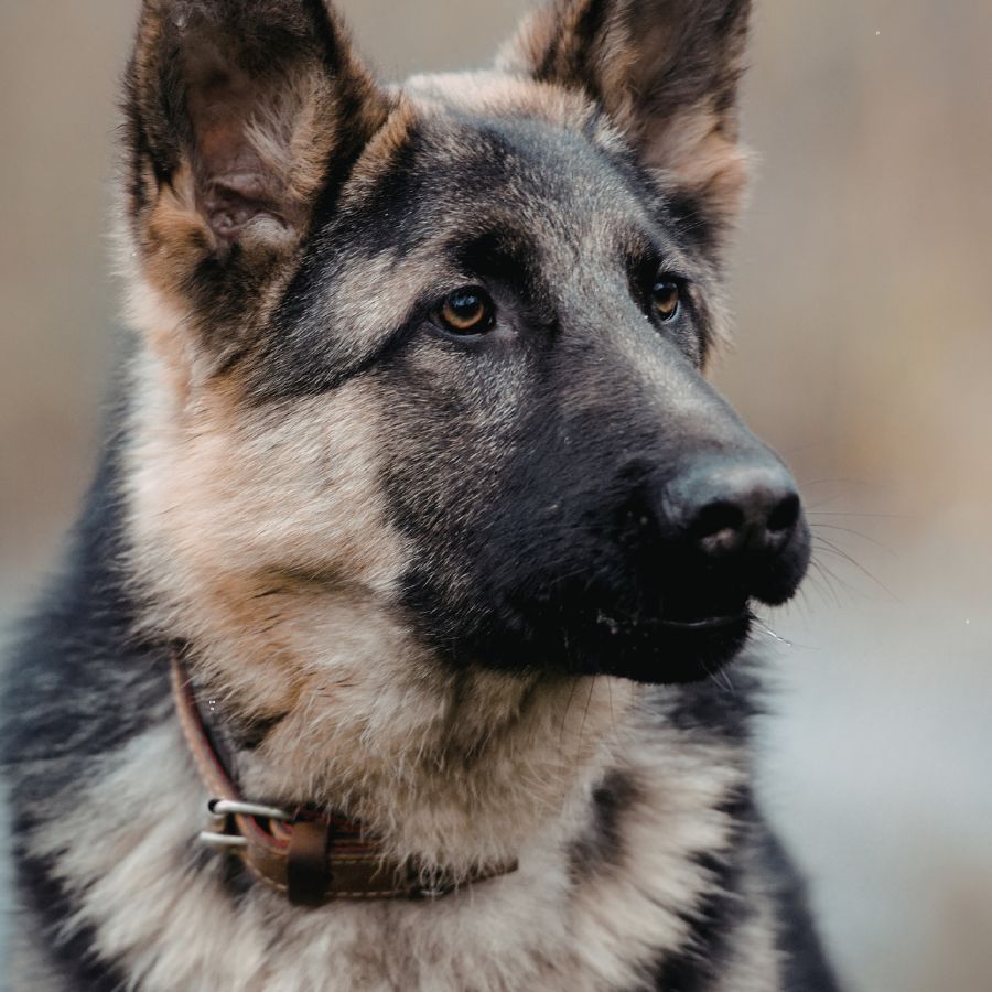 German shepherd