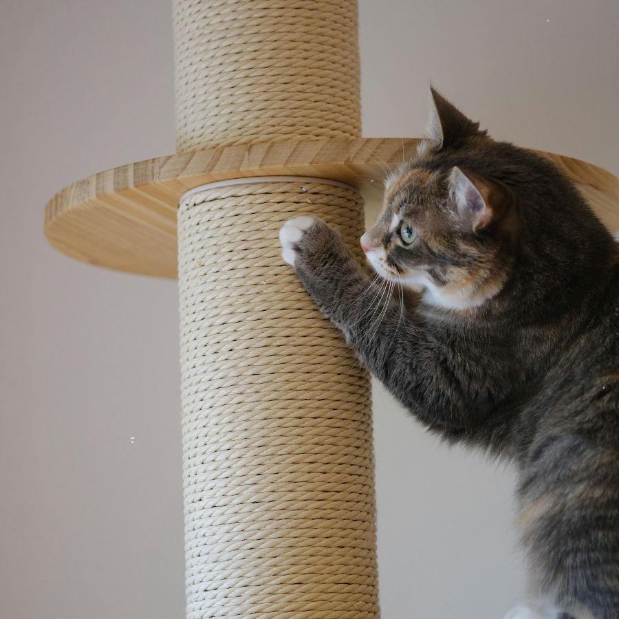How to Stop Cats from Scratching Furniture