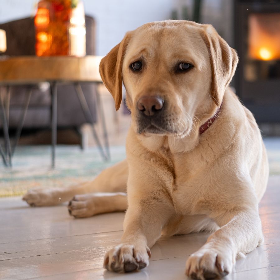 Labrador