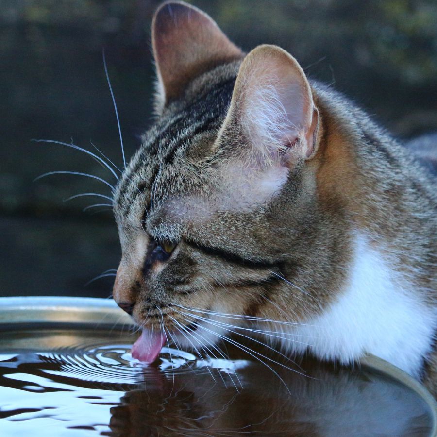 cat drinking water