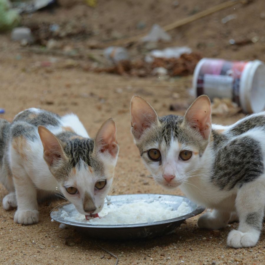 cat eating food