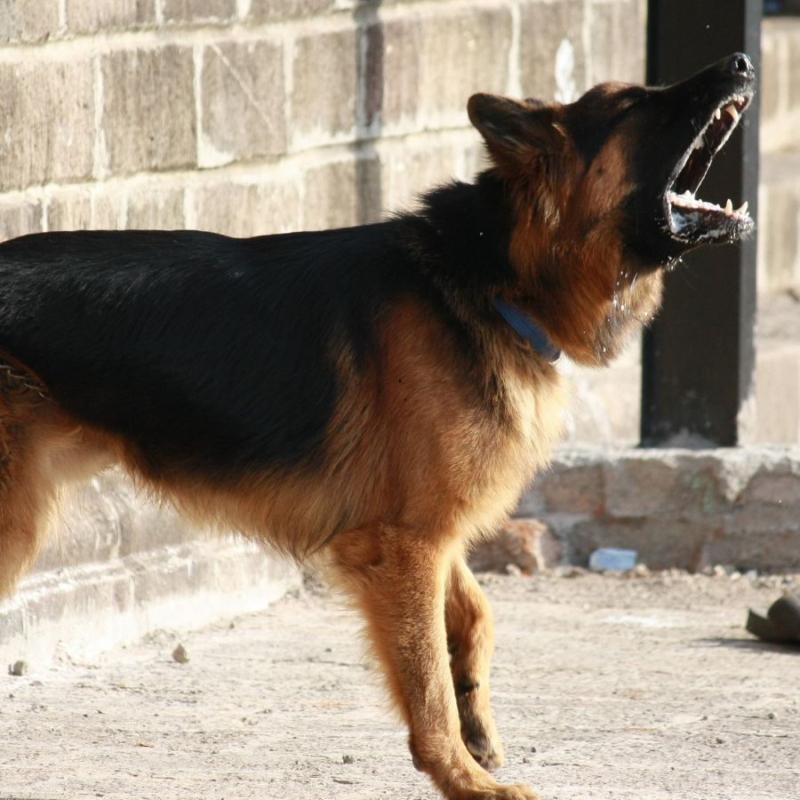 dog barking