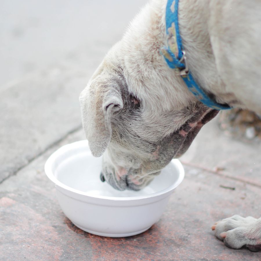 dog drinking water