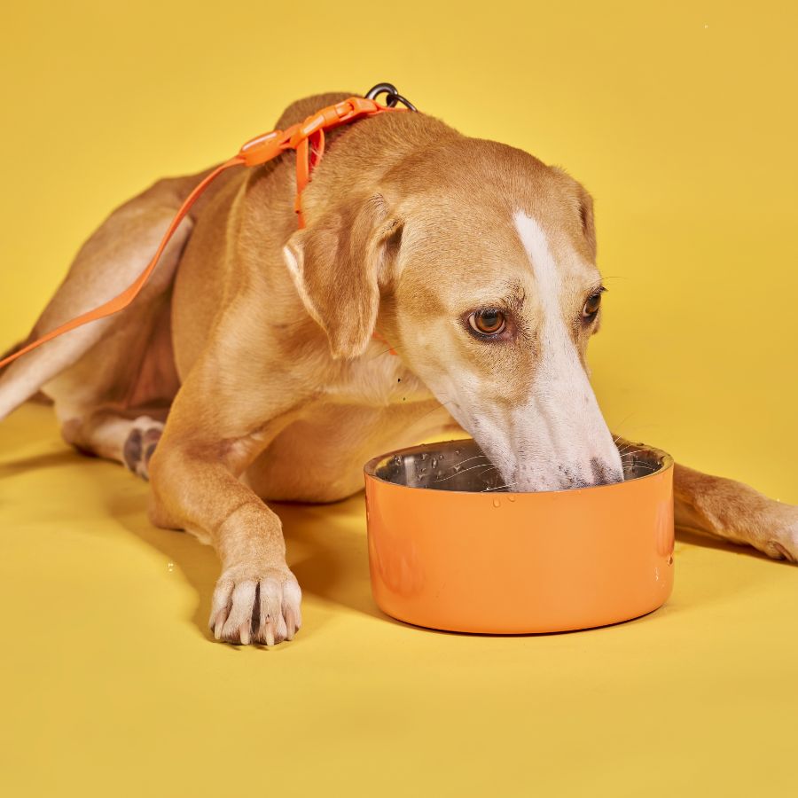 dog eating food