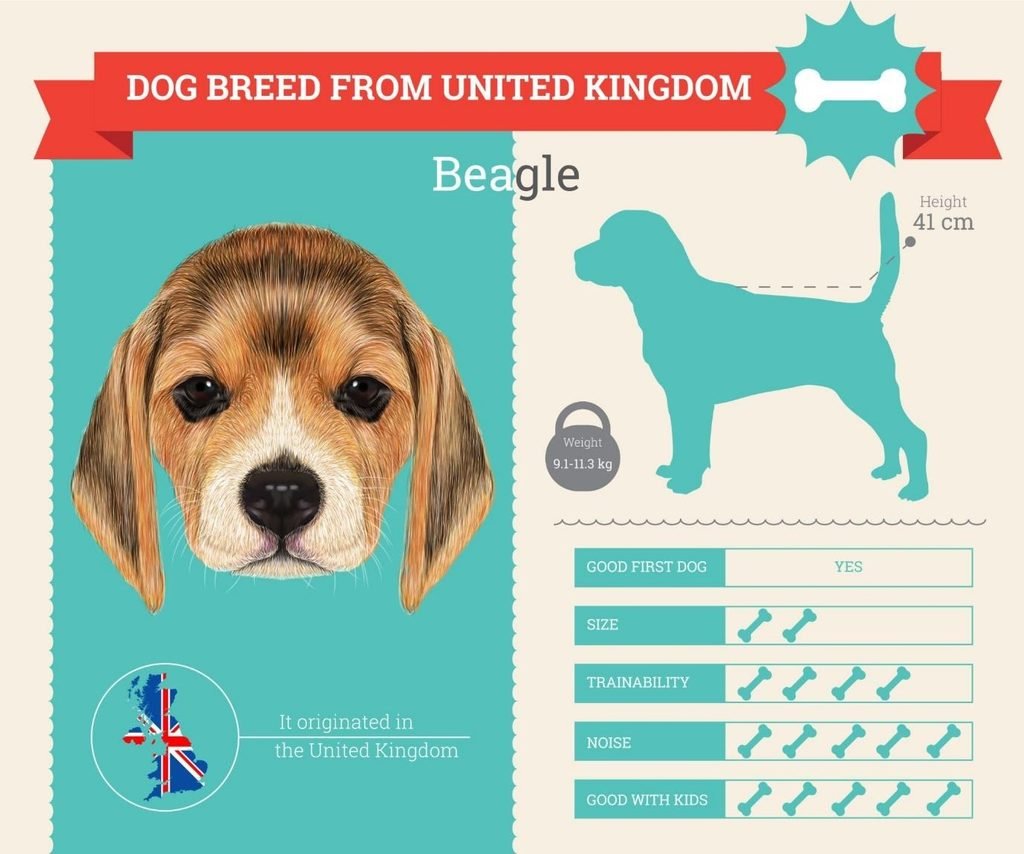 Beagle, a compact dog breed suited to small Indian flats