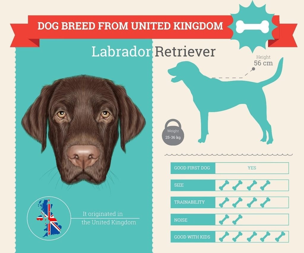 Labrador Retriever infographic, a friendly family dog breed for Indian homes