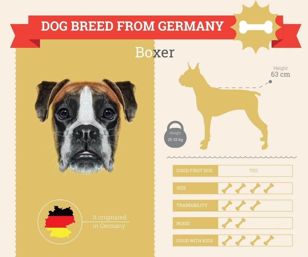 Boxer dog, a playful high-energy breed for active families