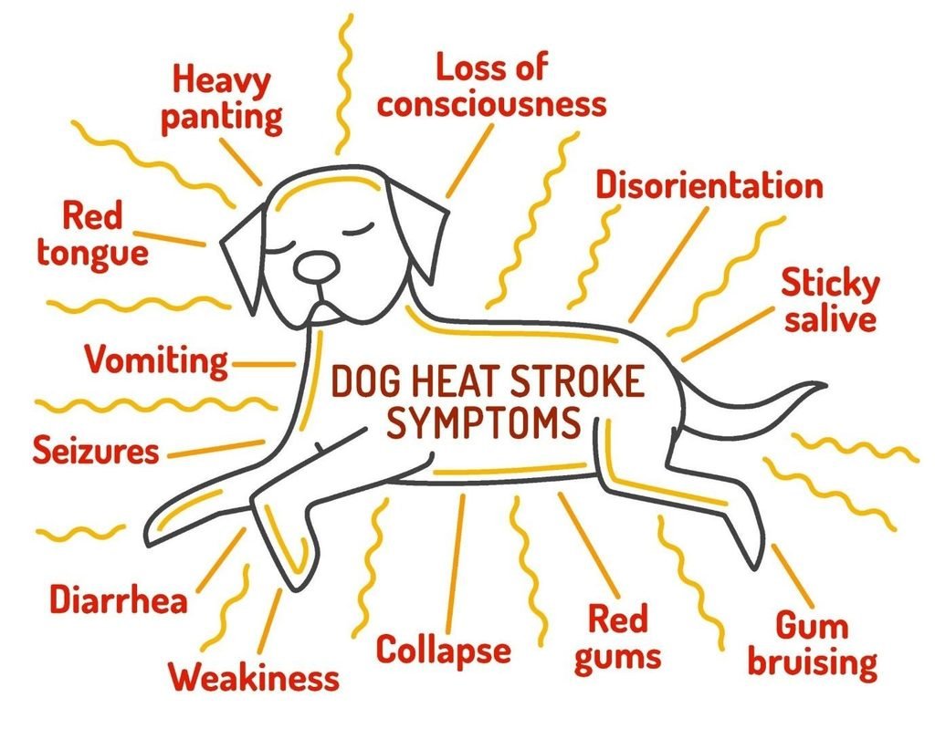 Heatstroke symptoms in dogs infographic – panting, red gums, collapse