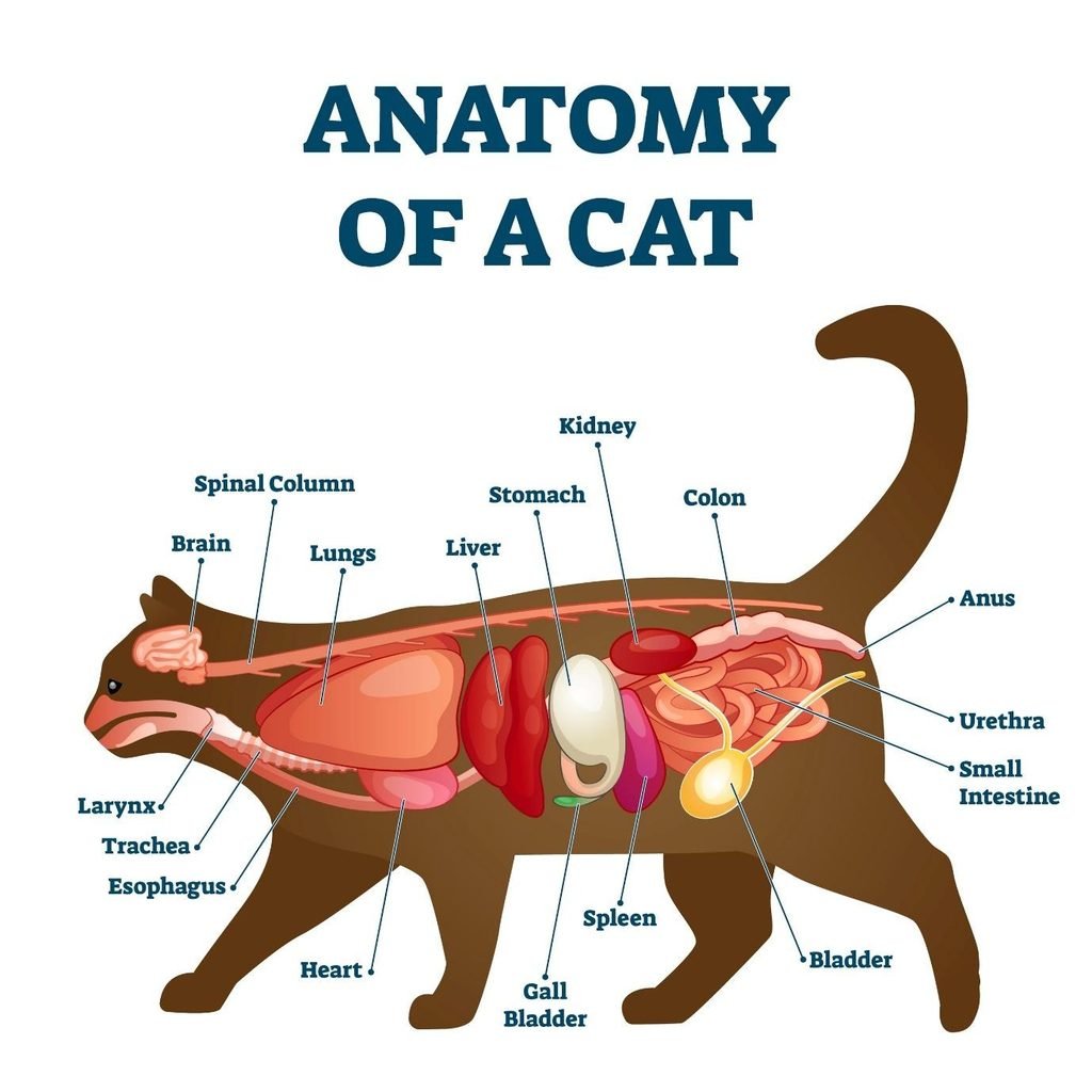 Cat digestive system anatomy showing stomach, intestines and liver
