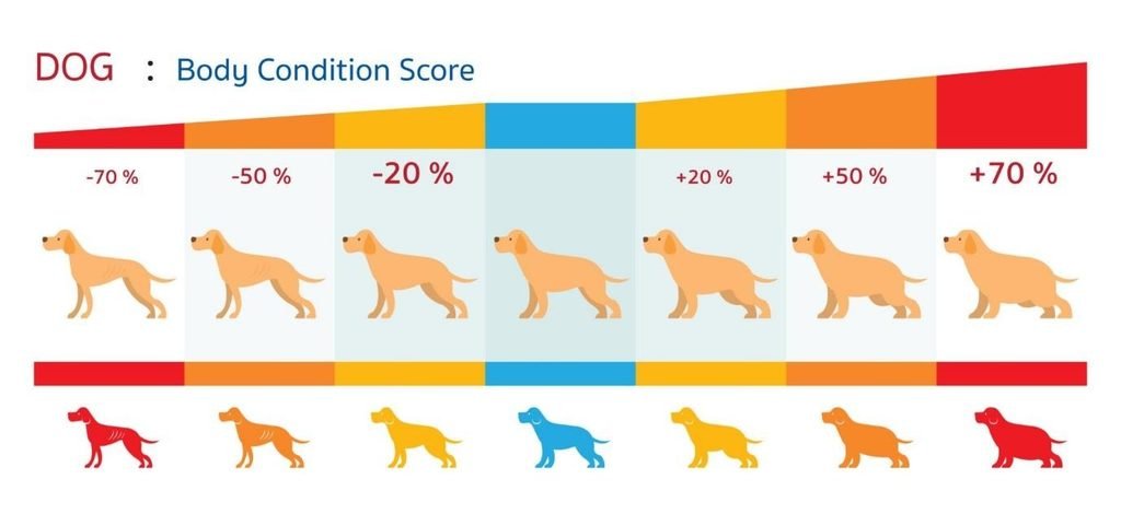Dog body condition score chart from underweight to obese